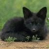 blackfox